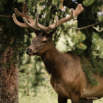 amangani jackson hole deer